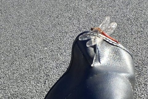 赤とんぼ