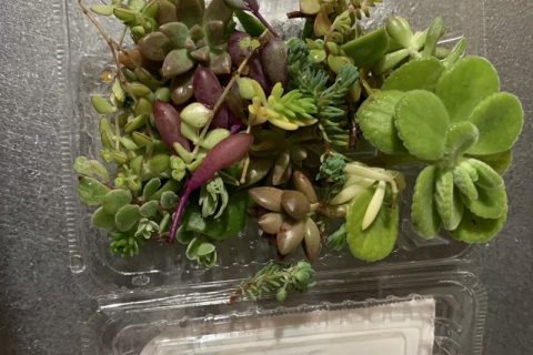 多肉植物