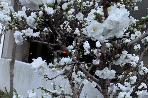 ハナモモ?