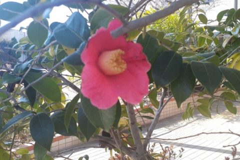 小児の研修会