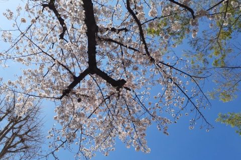 お花見