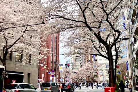 桜も見納め!?