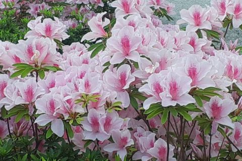 子供の通所施設