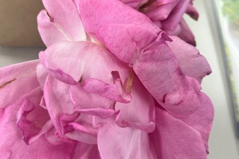 バラ風呂にどうぞ~