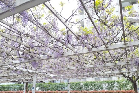 ここにも藤の花が