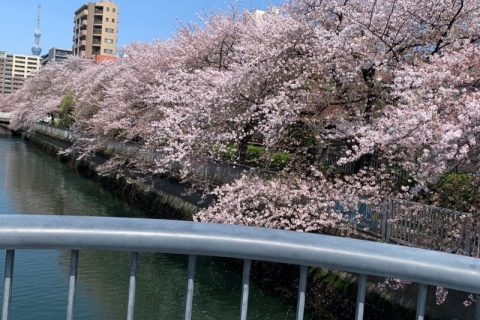 横十間川の桜
