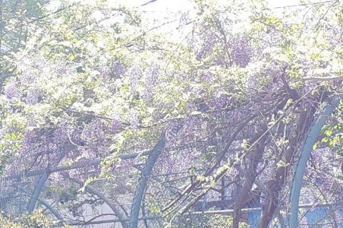 藤の花