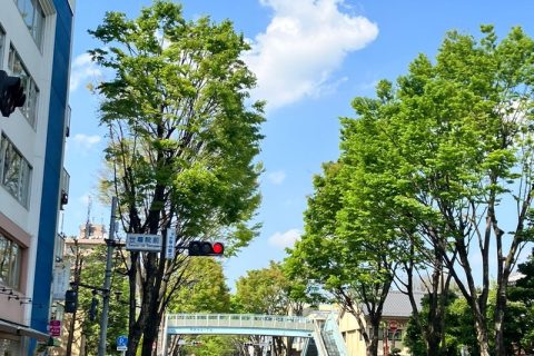 新緑の時期になってきた!