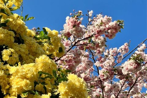 ショートステイ送り出し