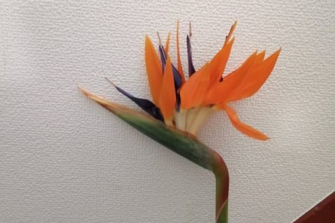 ストレチアの花