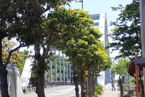 新緑の季節