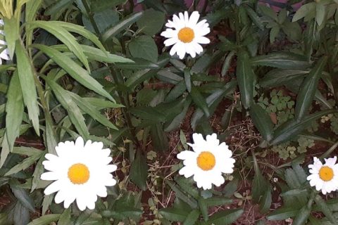 小児リハビリの研修会