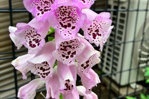 知らなかったよ、こんな花なんて