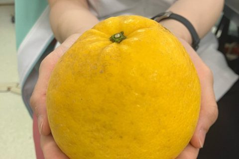 河内晩柑