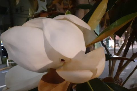 夜でも目立ちます