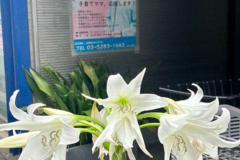 あら、ステーションの入り口に綺麗な花が咲いている