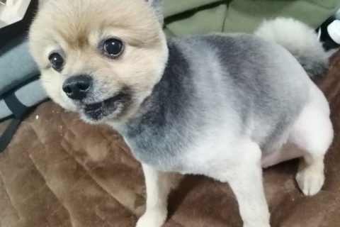 今年もサマーカット