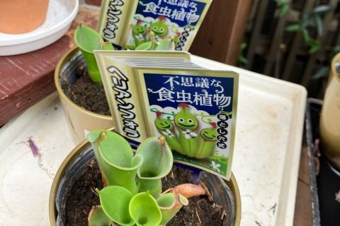 不思議な植物
