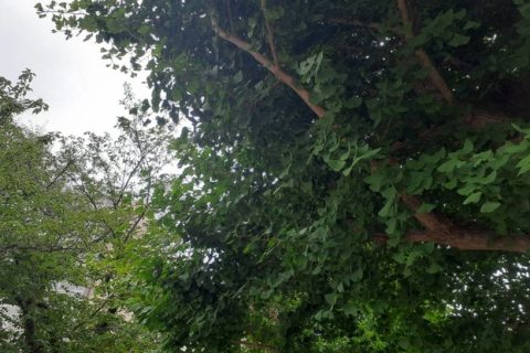 木陰