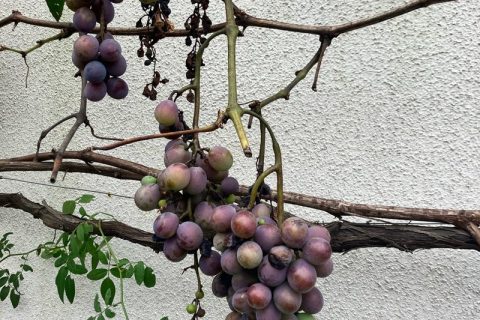 路地でこんなに成長するんだ！