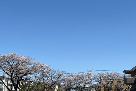 春☆散歩の動機付け