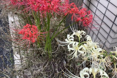 猛暑、乗り切りました!